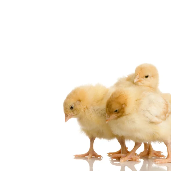 Rädda grupp kycklingar — Stockfoto
