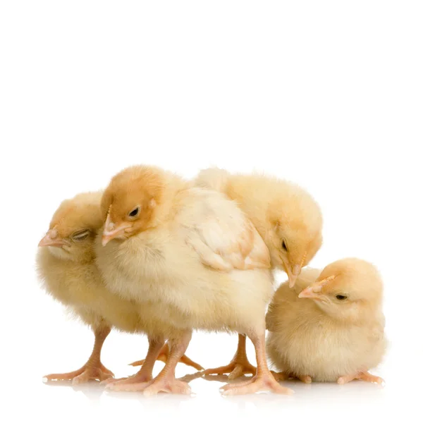 Scared group of chicks — Stock Photo, Image