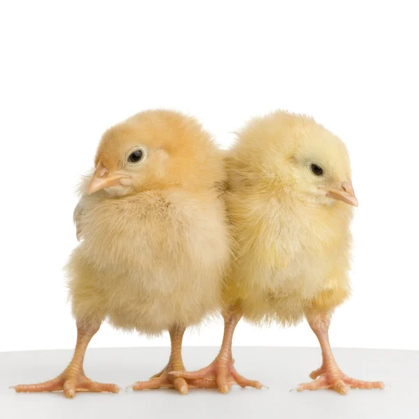 Chick. —  Fotos de Stock