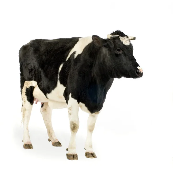 Ko framför en vit bakgrund — Stockfoto