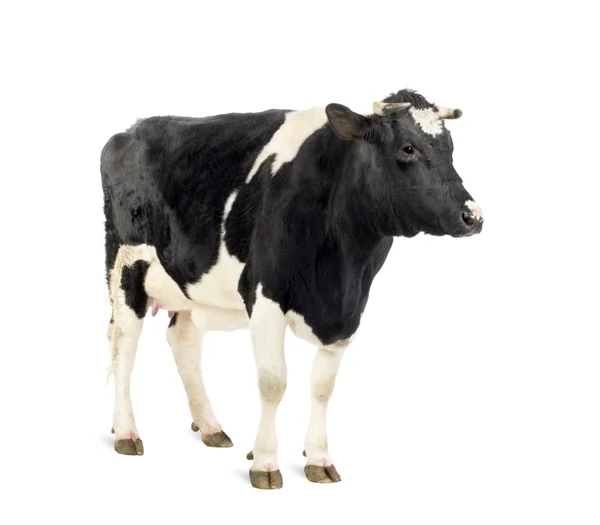 Vaca em pé na frente de fundo branco, tiro estúdio — Fotografia de Stock