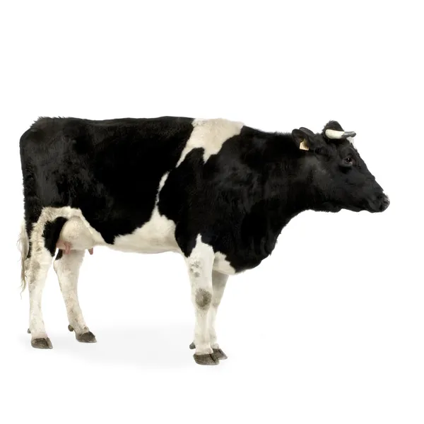 Vaca na frente de um fundo branco — Fotografia de Stock