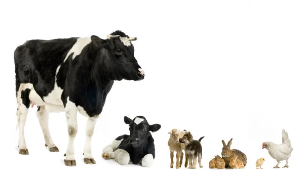Landbouwhuisdieren — Stockfoto