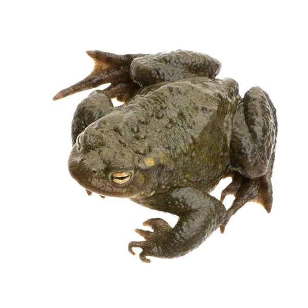 Common Toad - Bufo bufo — Stock Photo, Image