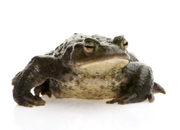 Sıradan kurbağa - Bufo Bufo — Stok fotoğraf