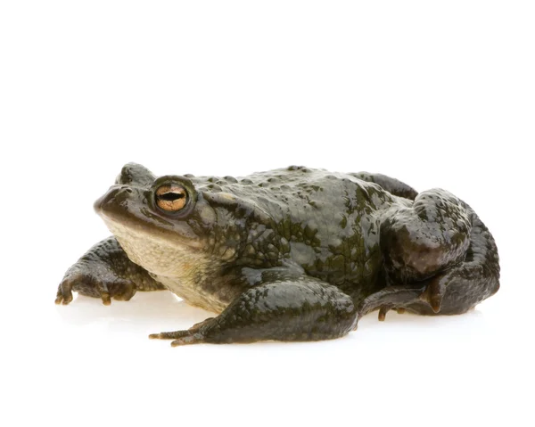 Common Toad - Bufo bufo — Stock Photo, Image