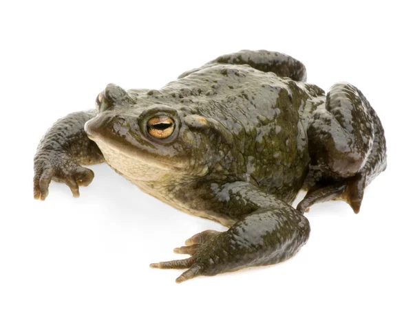 일반적 인 두꺼비 - 부포 부포 — 스톡 사진