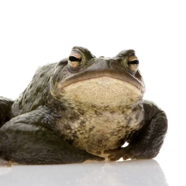 일반적 인 두꺼비 - 부포 부포 — 스톡 사진