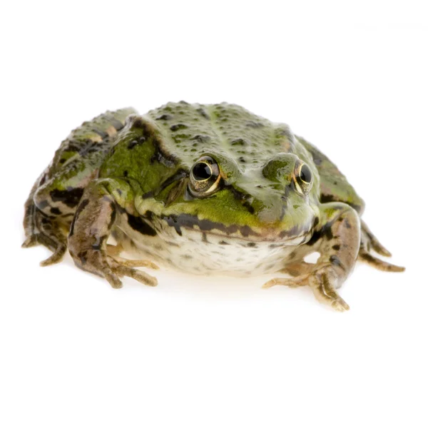 Edible Frog - Rana esculenta — Stock Photo, Image