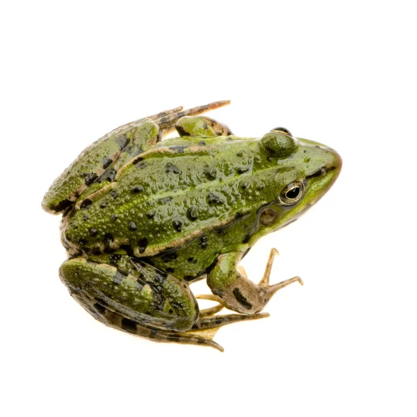 Edible Frog - Rana esculenta — Stock Photo, Image