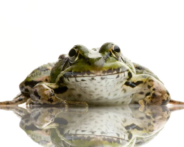 Żaba - rana esculenta — Zdjęcie stockowe