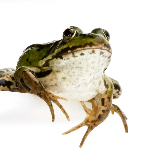 Їстівна жаба - ескулента — стокове фото