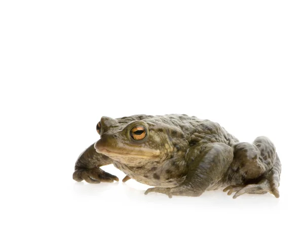 Загальний жаба - фуфу — стокове фото