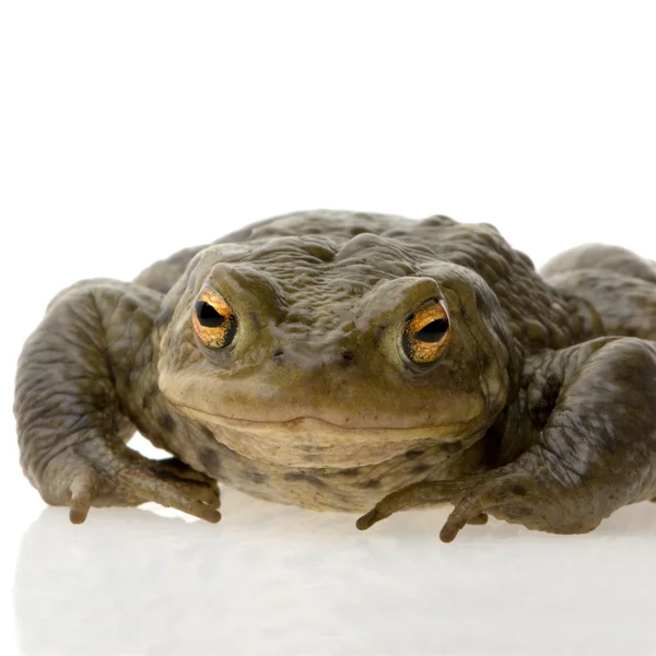 Κοινός βάτραχος - Bufo Bufo — Φωτογραφία Αρχείου
