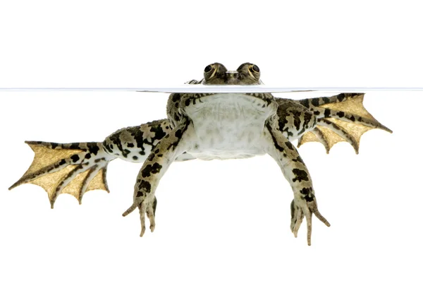 Surfacing Frog — Stock Photo, Image