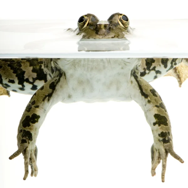 Surfacing Frog — Stock Photo, Image