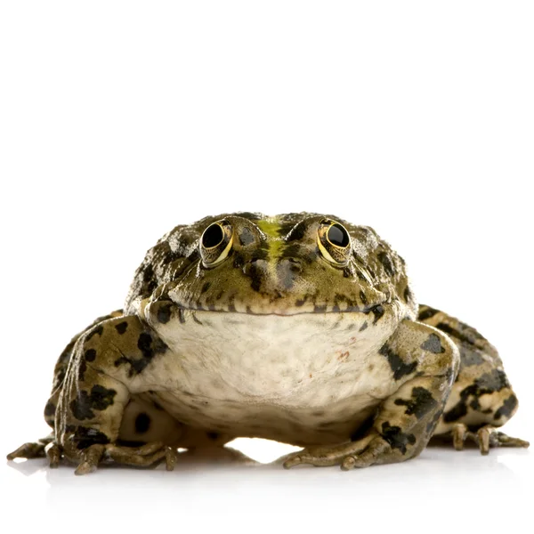 沼泽青蛙-拉纳 ridibunda — 图库照片