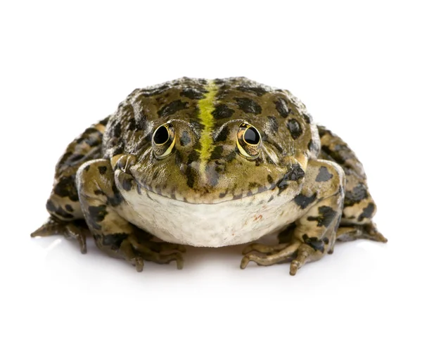 沼泽青蛙-拉纳 ridibunda — 图库照片