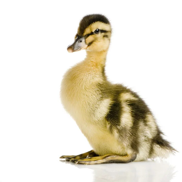 stock image Duckling four days