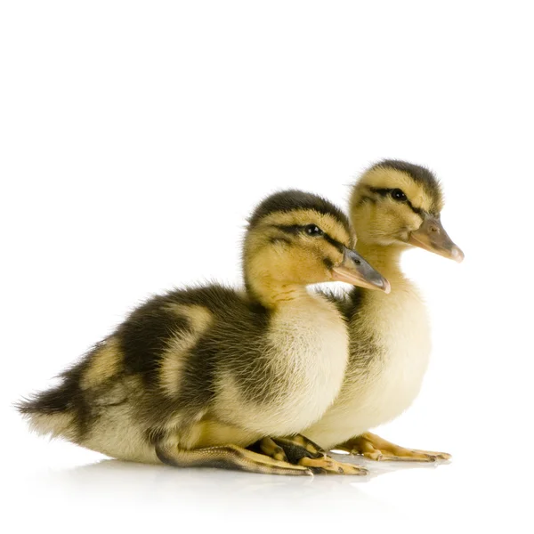 Duckling four days — Stock Photo, Image