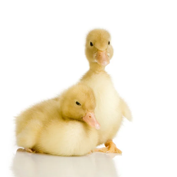 Ördek yavrusu 4 gün — Stok fotoğraf