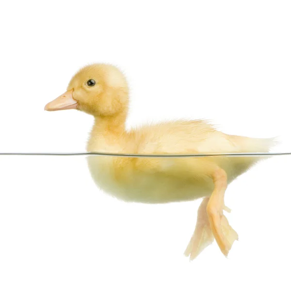 Duckling four days — Stock Photo, Image