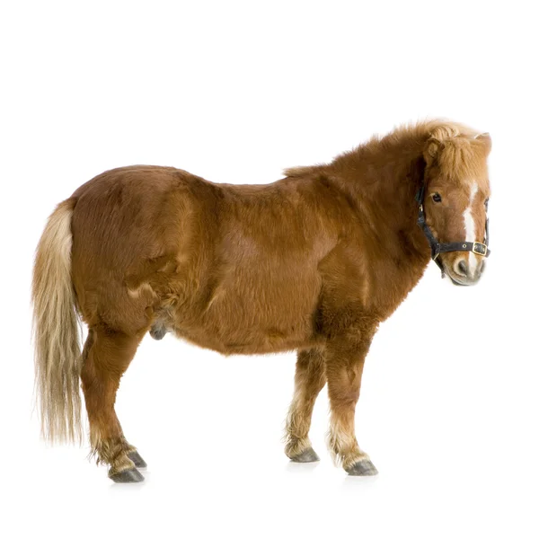 Shetland pony (13 years) — Stock Photo, Image