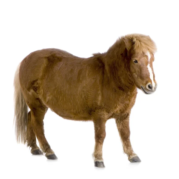 Shetland pony (13 jaar) — Stockfoto