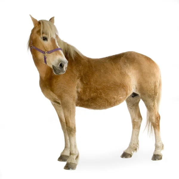 Haflinger - Pferd (23 Jahre)) — Stockfoto