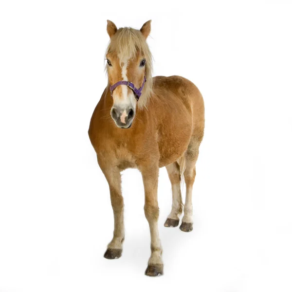 Haflinger - Cavalo (23 anos ) — Fotografia de Stock