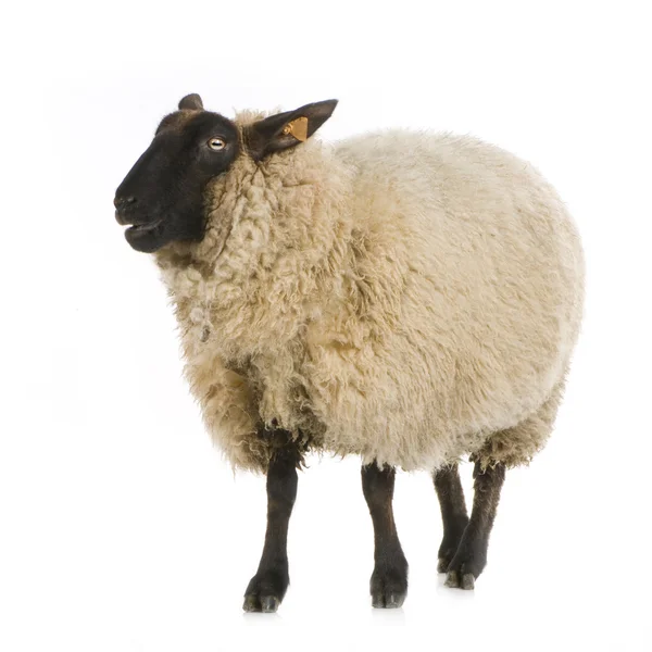 Саффолк овець — стокове фото