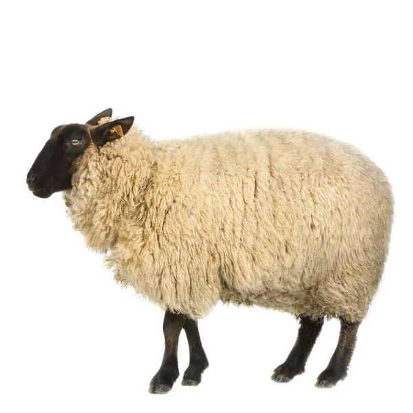 Suffolk ovejas — Foto de Stock