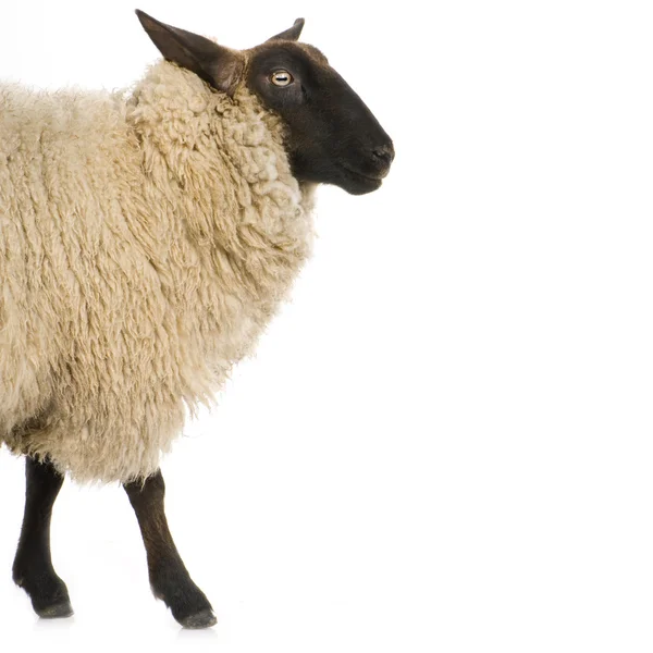 Suffolk Sheep — Stock Photo, Image
