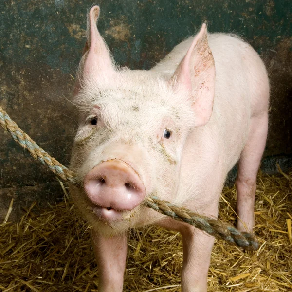 Schwein im Stall — Stockfoto
