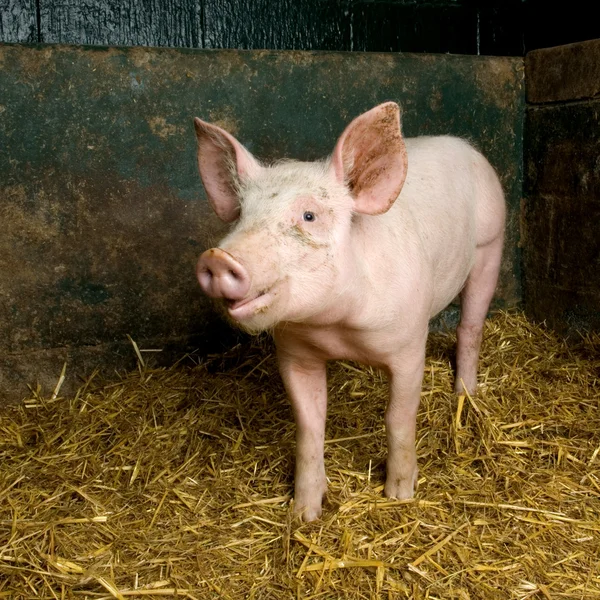 Свинья в сарае — стоковое фото