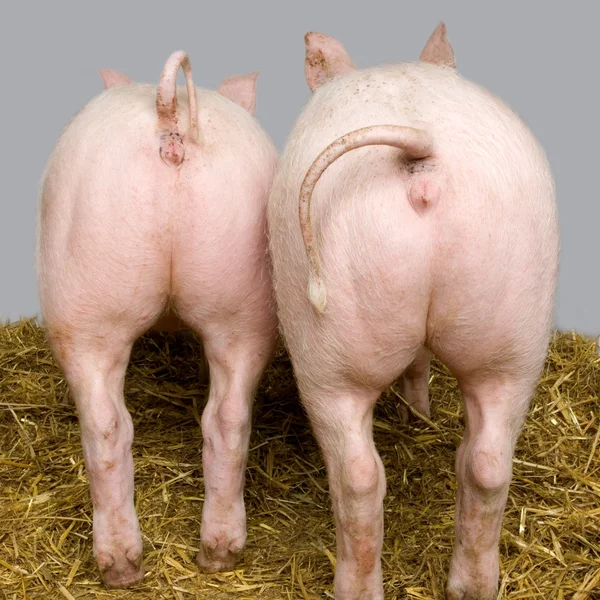 Świnia w szopie — Zdjęcie stockowe