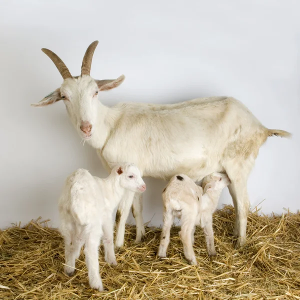 Cabra e seus filhos — Fotografia de Stock