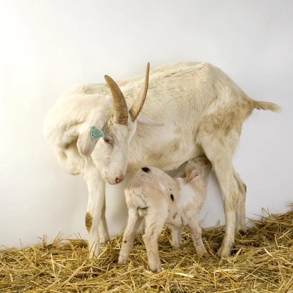 山羊和她的孩子 — 图库照片