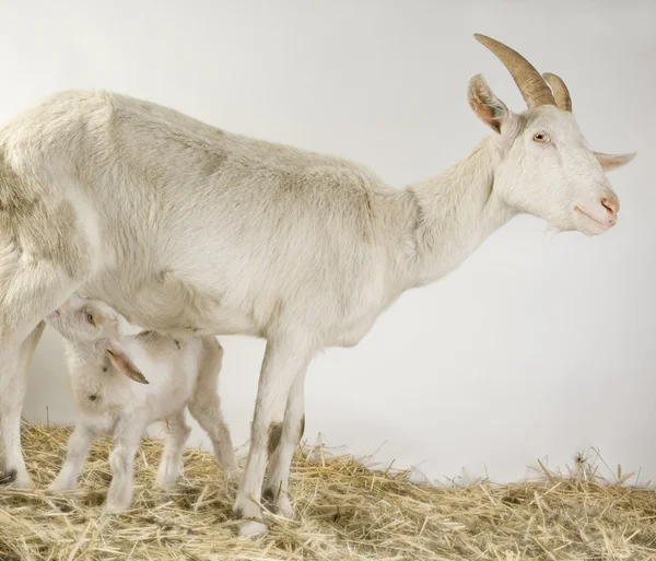 Chèvre et ses enfants — Photo