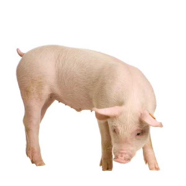 흰색 배경 앞 돼지 — 스톡 사진