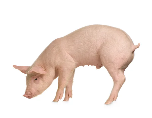 Porco na frente de um fundo branco — Fotografia de Stock