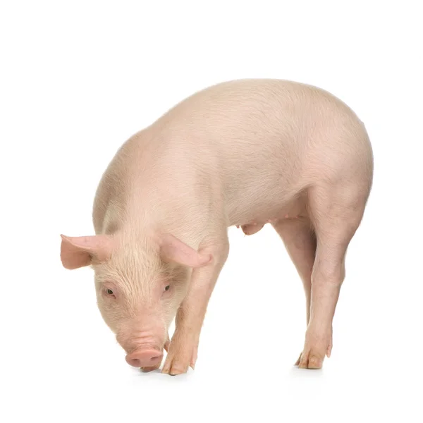 흰색 배경 앞 돼지 — 스톡 사진