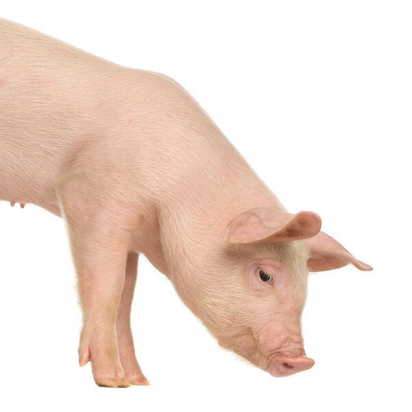 Pig in front of a white background