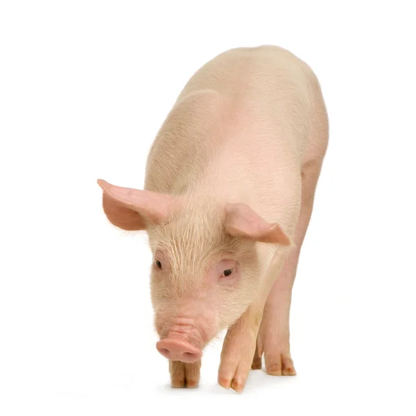 Cerdo frente a un fondo blanco — Foto de Stock