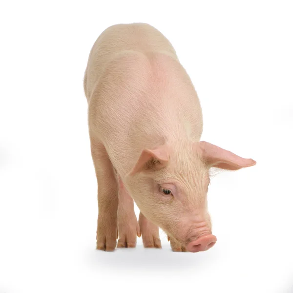 Beyaz bir arka plan domuz — Stok fotoğraf