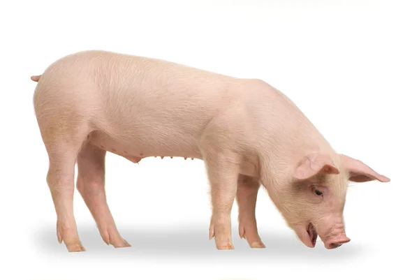 Cerdo frente a un fondo blanco — Foto de Stock