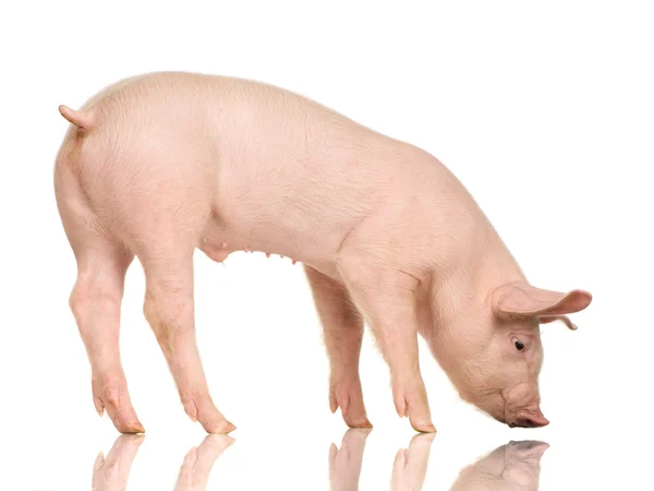 Porco na frente de um fundo branco — Fotografia de Stock
