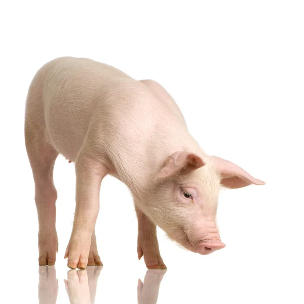 Beyaz bir arka plan domuz — Stok fotoğraf