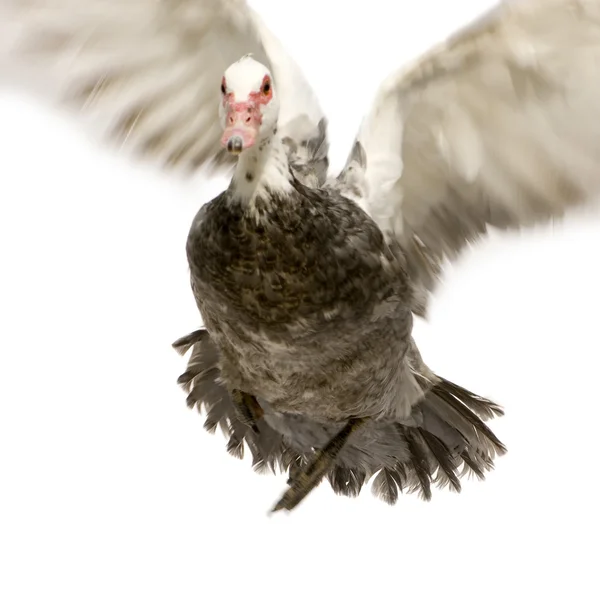 Kaczka piżmowa - Cairina moschata — Zdjęcie stockowe