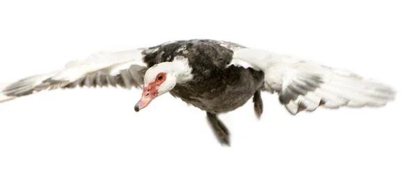 Muscovy Duck - Cairina moschata — Stock Photo, Image